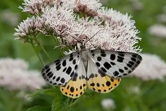 Arichanna gaschkevitchii