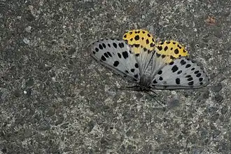 Arichanna jaguararia