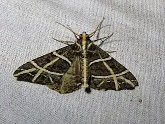 Arichanna transfasciata