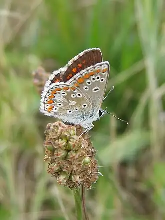 Aricia agestis Bruin blauwtje