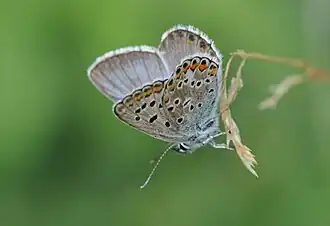 Balkan bruin blauwtje