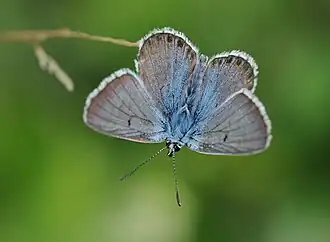Balkan bruin blauwtje