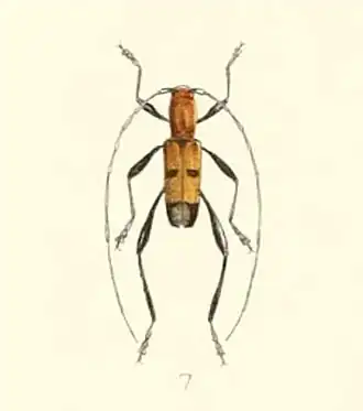 Aridaeus timoriensis