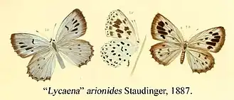 Maculinea arionides