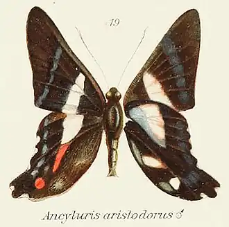 Ancyluris aristodorus