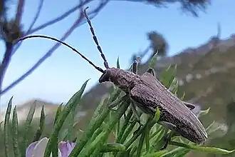 Aristogitus cylindricus