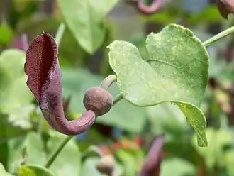 Aristolochia baetica