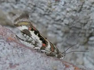 Aristotelia elegantella