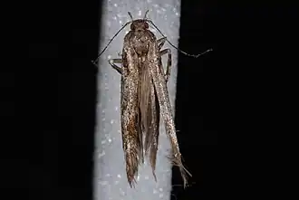 Aristotelia fungivorella