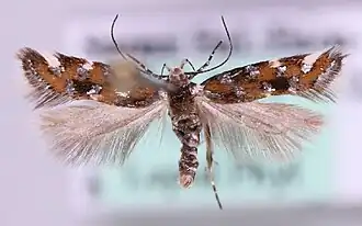 Aristotelia heliacella