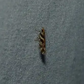 Aristotelia roseosuffusella