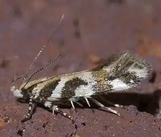 Aristotelia devexella