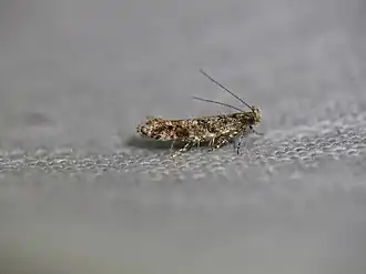 Aristotelia rubidella