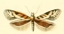 Aristotelia subericinella