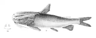 Plicofollis platystomus