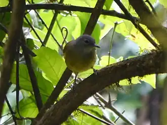 Westelijke grijskeelbuulbuul