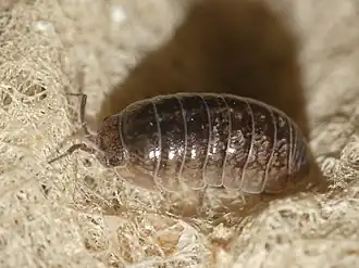 Armadillidium arcangelii