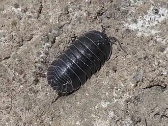 Armadillidium frontirostre