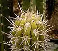 Armatocereus matucanensis