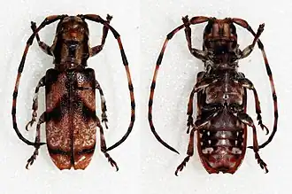 Armatosterna buquetiana