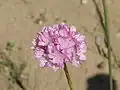 Armeria alliacea