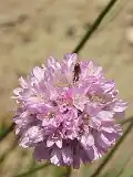 Armeria canescens