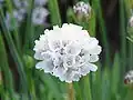 Armeria pseudarmeria