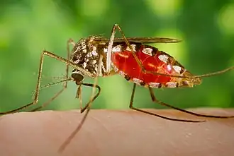 Armigeres subalbatus