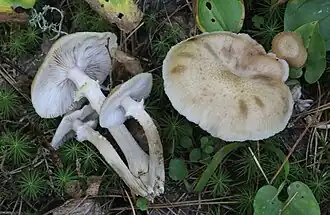 Bleke knolhoningzwam