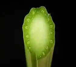 Dwarsdoorsnede bladsteel van Mierik