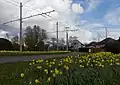 De Laar oost, narcissen op de Randweg