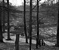 Aanleg van "ronde weide" in park Sonsbeek, 1959