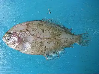 Arnoglossus capensis