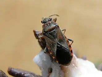 Arocatus melanocephalus