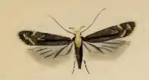 Aroga flavicomella