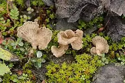 Habitat met een groepje exemplaren