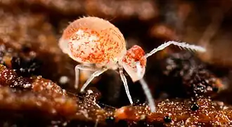 Arrhopalites principalis