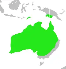 Zwartteugelspitsvogel