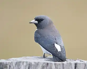Witborstspitsvogel