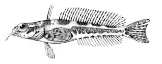Artedidraco lonnbergi