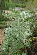 Artemisia absinthium (Absintalsem)