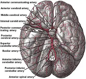 {Onderkant van de hersenen, met de arteria basilaris, hier "basilar artery" genoemd.