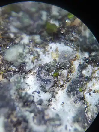 Bryostigma phaeophysciae