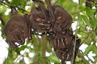 Grote vruchtenvampier