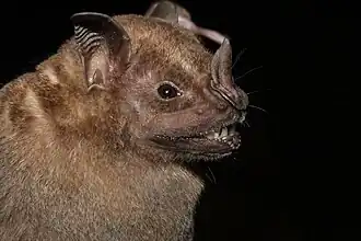 Artibeus planirostris