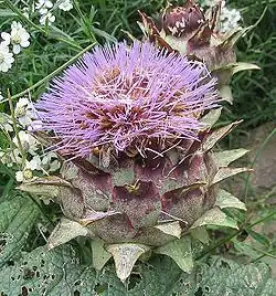 Omwindsel van artisjok