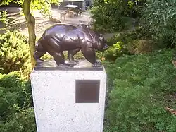 Lopende bruine beer in dierentuin Artis (Amsterdam)