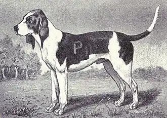 Chien dÁrtois uit 1915