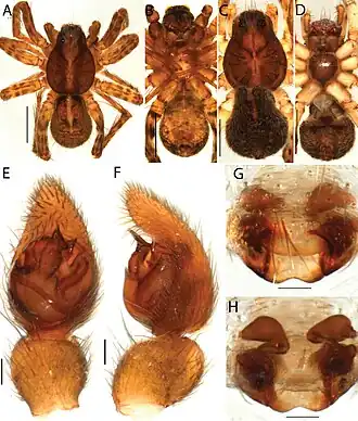 Artoria triangularis