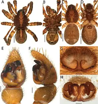 Artoria victoriensis